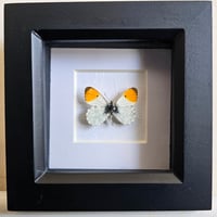 Framed - Orange Tip Butterfly