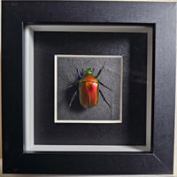 Framed - Flammea Flower Beetle (red)