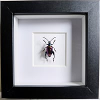 Image 1 of Framed - Buqueti Frog-Legged Beetle