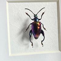 Image 2 of Framed - Buqueti Frog-Legged Beetle