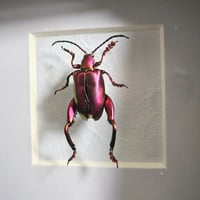 Image 2 of Framed - Pink Frog Legged Beetle