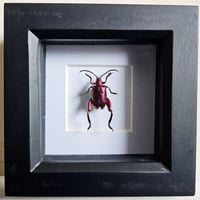 Image 1 of Framed - Pink Frog Legged Beetle