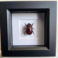Framed - European Rhino Beetle (UNCOMMON)