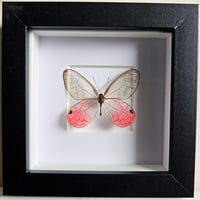 Framed - Blushing Phantom Butterfly