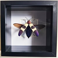 Image 1 of Deep Framed - Red Speckled Jewel Beetle