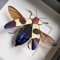Image 2 of Deep Framed - Red Speckled Jewel Beetle