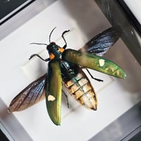 Image 2 of Deep Framed - Metallic Wood-Boring Beetle