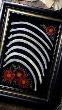 Image 2 of Rib Bone and Floral Wall Frame