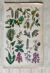 British Wild Flower Illustration (7)