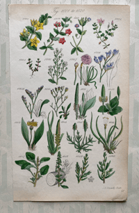 British Wild Flower Illustration (6)