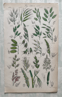 British Wild Flower Illustration (5)