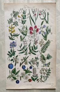 British Wild Flower Illustration  (4)