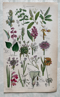 British Wild Flower Illustration (3)