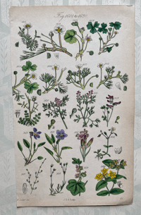 British Wild Flower Illustration (2)