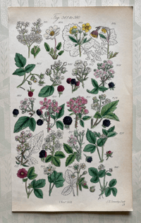 British Wild Flower Illustration (1)