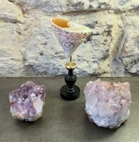 Image 2 of Coquillage cône en nacre Troca sur socle en bois Napoléon III fin XIXe -  Cabinet de curiosités 