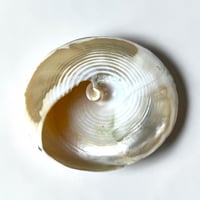 Image 10 of Coquillage cône en nacre Troca sur socle en bois Napoléon III fin XIXe -  Cabinet de curiosités 