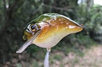 Image 6 of Custom Airbrushed S-CRANK 1.5 Squarebill Crankbait  7694