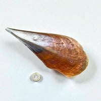 Image 3 of Grande vide-poche nacre sauvage naturel type huître géante Pinna Nobilis - 1970s