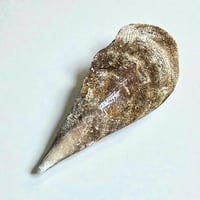 Image 9 of Grande vide-poche nacre sauvage naturel type huître géante Pinna Nobilis - 1970s