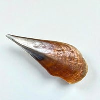 Image 6 of Grande vide-poche nacre sauvage naturel type huître géante Pinna Nobilis - 1970s