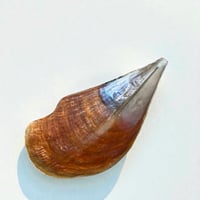 Image 4 of Grande vide-poche nacre sauvage naturel type huître géante Pinna Nobilis - 1970s