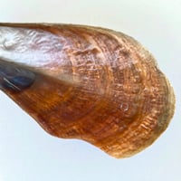 Image 7 of Grande vide-poche nacre sauvage naturel type huître géante Pinna Nobilis - 1970s