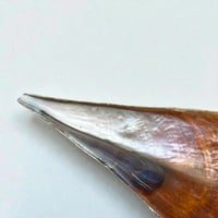 Image 8 of Grande vide-poche nacre sauvage naturel type huître géante Pinna Nobilis - 1970s