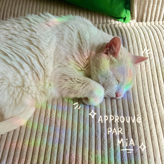 Suncatcher chat holographique