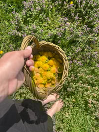 Infused Dandelion Oil Pre-Order