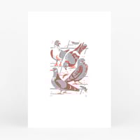 Image 1 of Pigeons ltd edition silkscreen print 