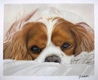 Image 1 of Cavalier King Charles Spaniel - Original Pastel Pencil Dog Portrait