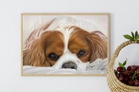 Image 2 of Cavalier King Charles Spaniel - Original Pastel Pencil Dog Portrait