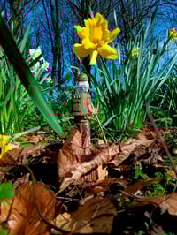 Image 2 of Chestnut Charlie