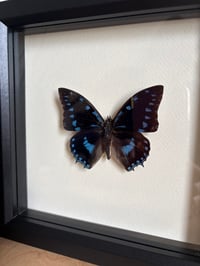 Image 2 of Framed Butterfly Species