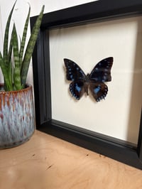 Image 1 of Framed Butterfly Species