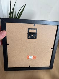 Image 3 of Framed Butterfly Species