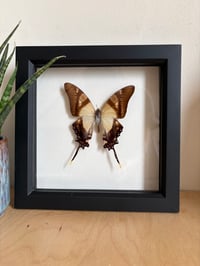 Image 1 of Framed Butterfly 2