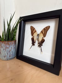 Image 2 of Framed Butterfly 2