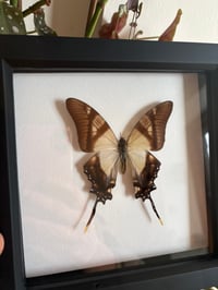 Image 3 of Framed Butterfly 2