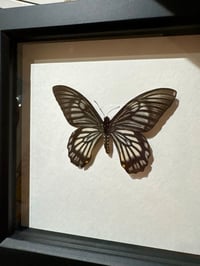 Image 1 of Framed Butterfly 3