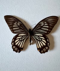 Image 2 of Framed Butterfly 3