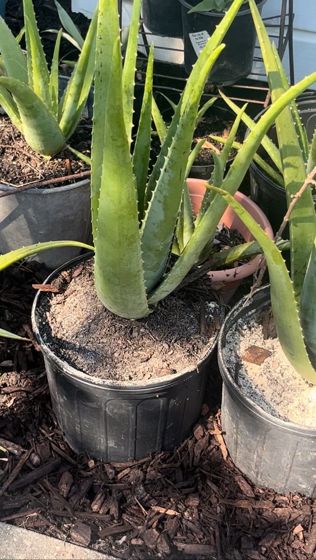 Aloe Vera Leaf