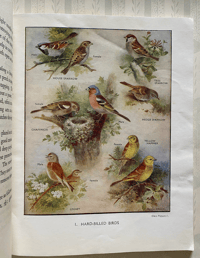 Image 2 of My Book of Birds 1957
