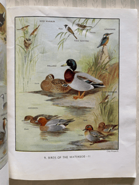 Image 3 of My Book of Birds 1957