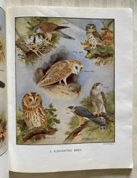 Image 4 of My Book of Birds 1957