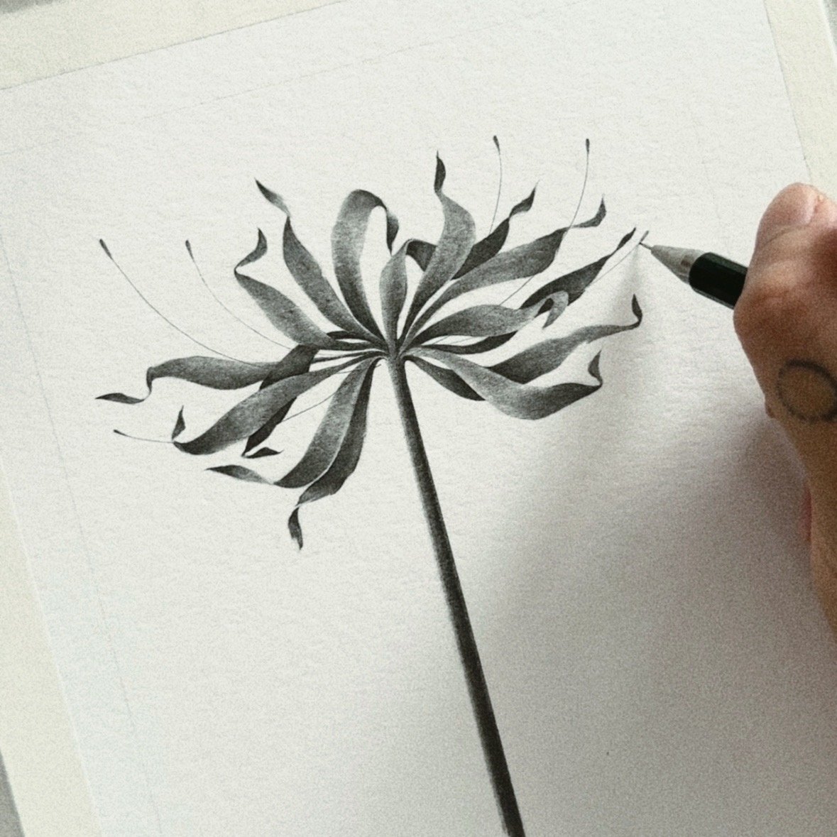 LYCORIS RADIATA VI | JEUNLUNG