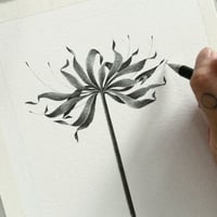 Image 2 of LYCORIS RADIATA VI