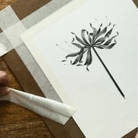 Image 3 of LYCORIS RADIATA VI