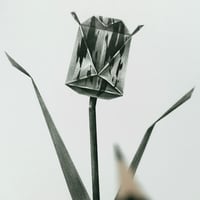 Image 3 of TULIPA CHARTACEA